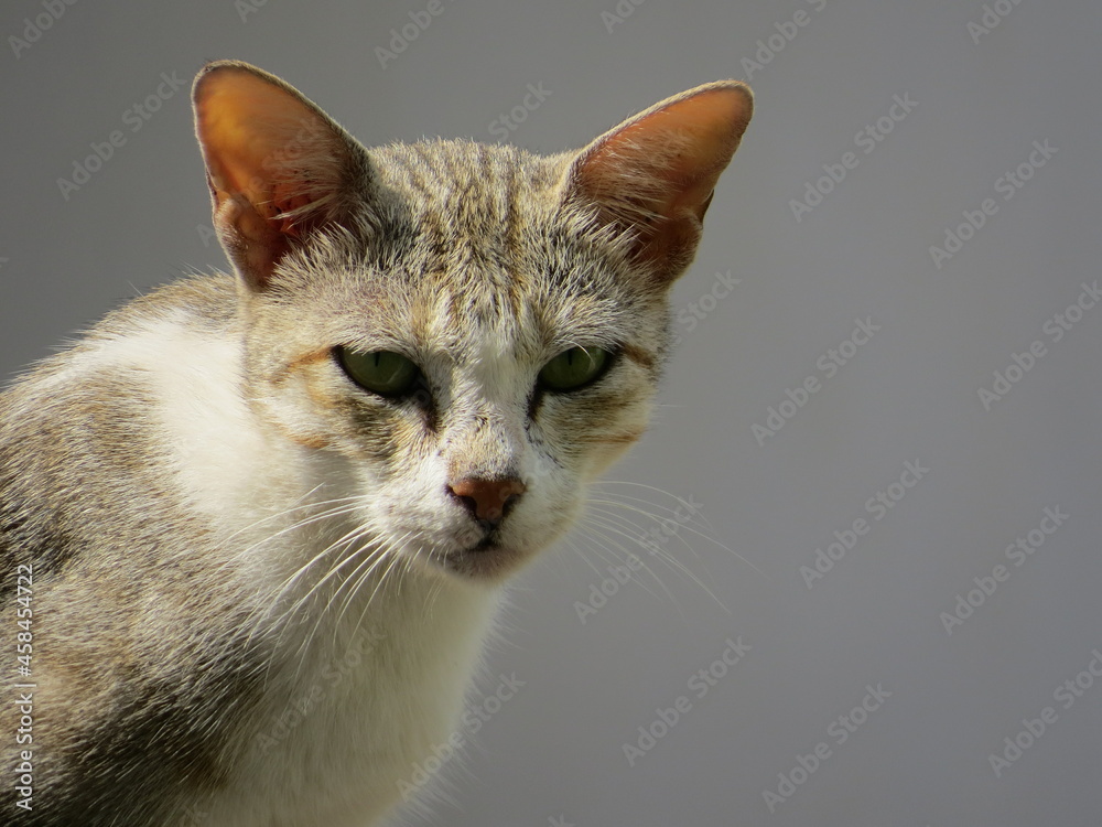 A cute cat looking at the camera A cute cat looking at the camera