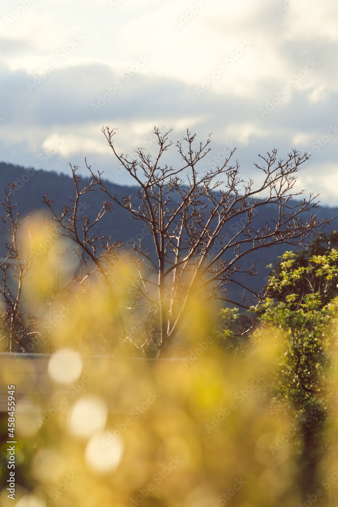 tree with bare branches and golden leaves in the foreground with mountain landscape in the background