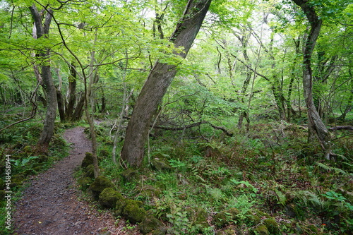 a refreshing spring forest with a path