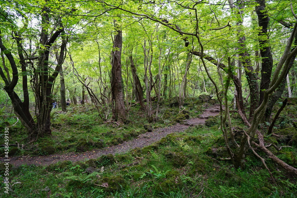 Obraz premium a refreshing spring forest with a path