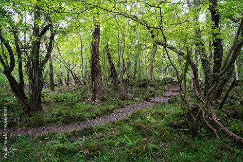 a refreshing spring forest with a path