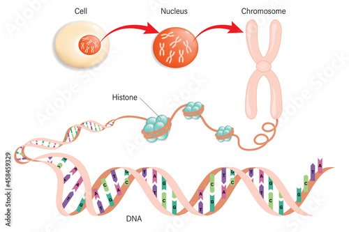Diagram of Cell structure, Chromosome, Histone and DNA (Deoxyribonucleic Acid). photo