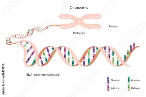 Diagram of Chromosome and DNA (Deoxyribonucleic Acid). Nitrogenous bases of DNA. Thymine, Adenine, Guanine and cytosine