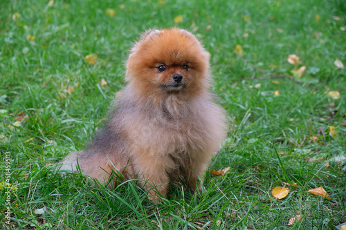 Cute Funny Pomeranian Dog teach and train it Commands. Little fluffy dog on a green background. soft focus © yavdat