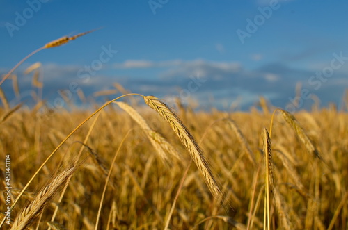 Ripe wheat in the field against the blue sky