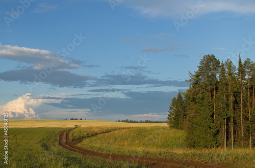 Wheat and clover field, road and forest on the background of clouds