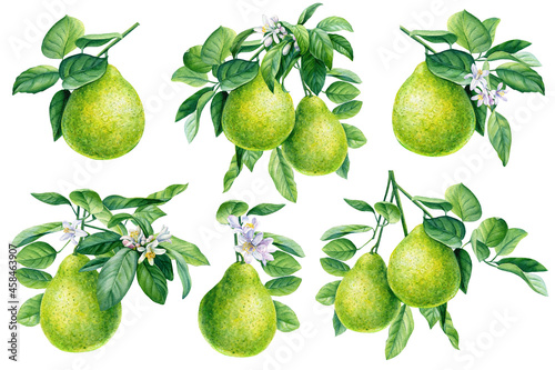 Bergamot, fruit set on isolated white background, watercolor botanical illustration photo