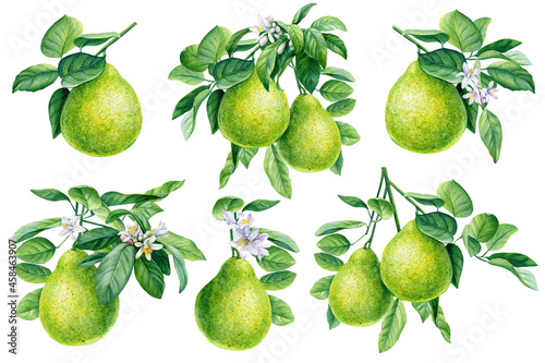 Bergamot, fruit set on isolated white background, watercolor botanical illustration