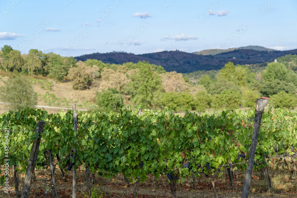 Naklejka premium Vignoble en Toscane par une journée estivale