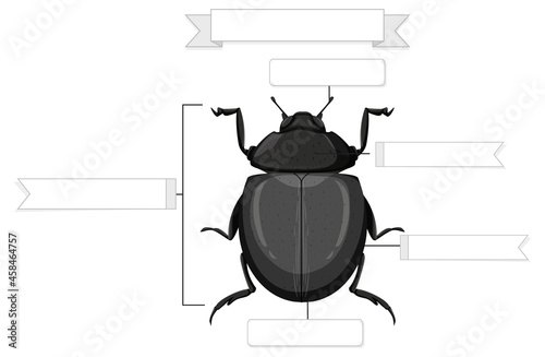 External Anatomy of a beetle worksheet