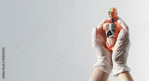 Human body model with organs inside over white banner with copy space.