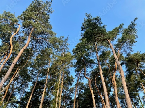 Fir tree forest in summer in England, UK