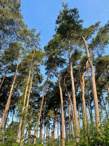 Fir tree forest in summer in England, UK