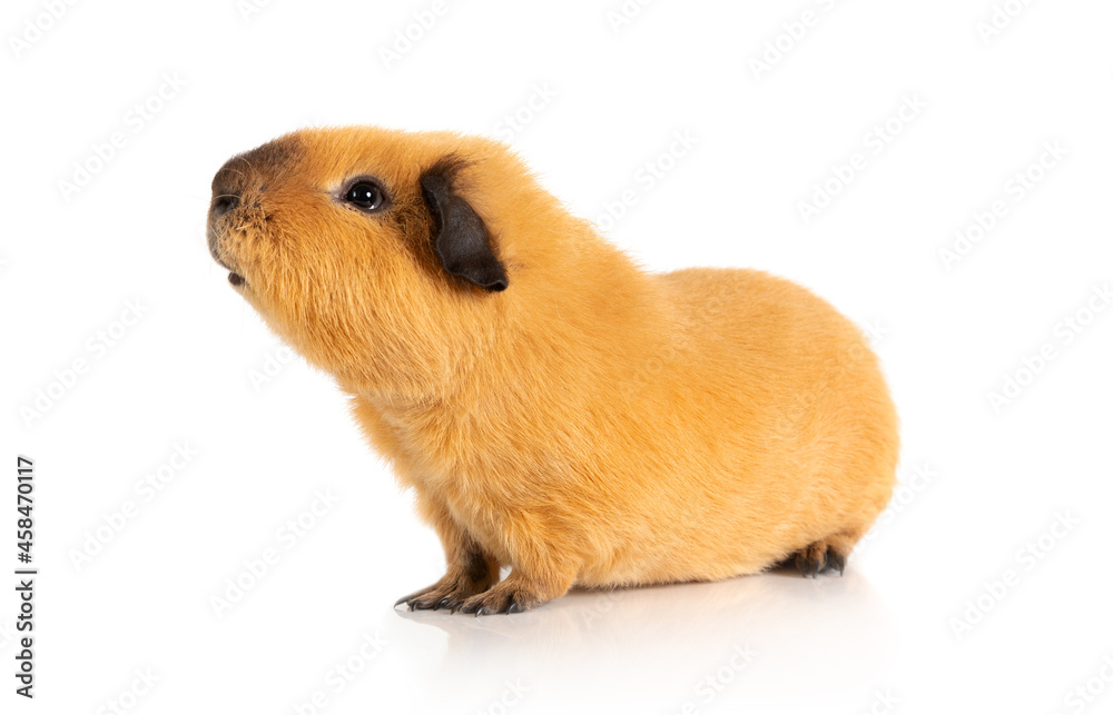 Fototapeta premium Guinea pig on a white background