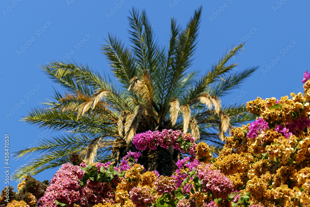 Bougainvillier et palmier par une journée estivale à Rome