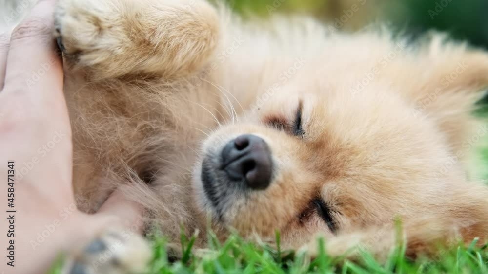 Pomeranian dog having fun on grass in house garden