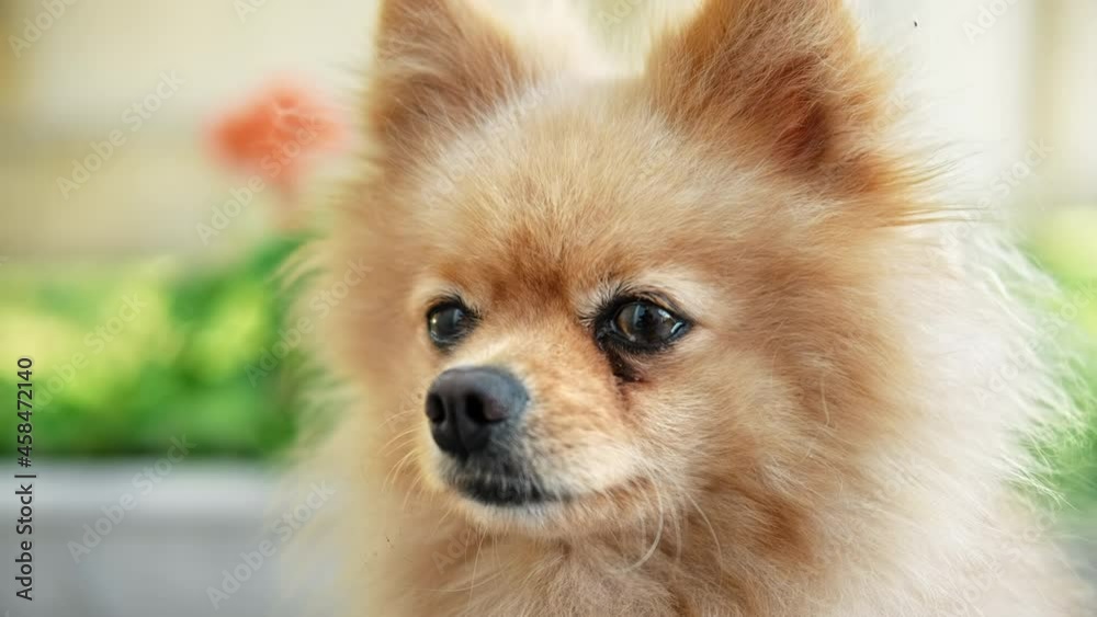 Pomeranian dog in the house garden looking at something Pomeranian dog in the house garden looking at something