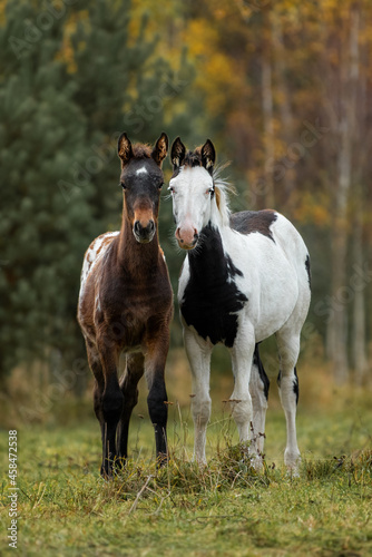 Two foals standing together in the field in autumn