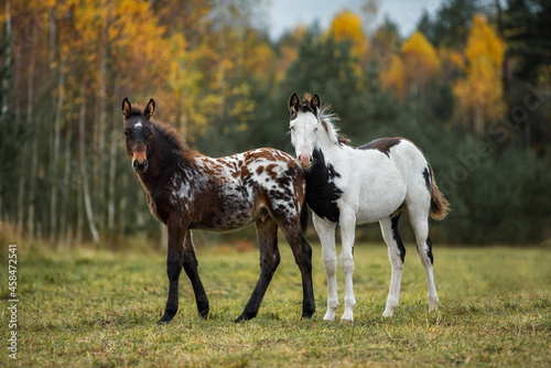 Two foals standing in the field in autumn