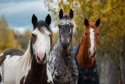 Three horses standing together on the field in autumn