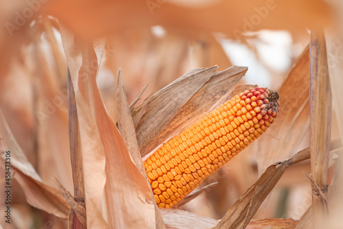 Close up of corn ear in maize crops field photo