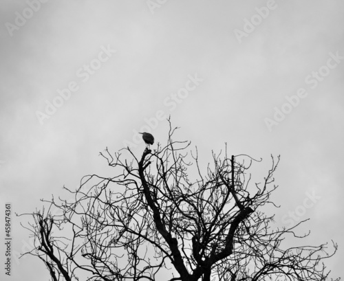 Fotografiet Silhouette shot of a bird perched on a bare tree in grayscale