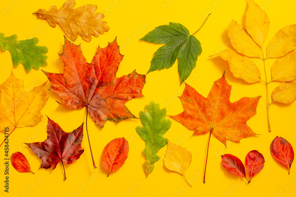 maple leaves of different colors on a yellow background, collection of autumn leaves maple leaves of different colors on a yellow background, collection of autumn leaves