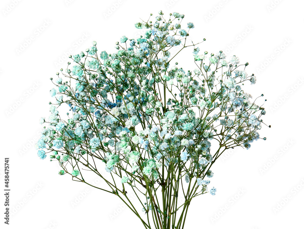 Beautiful colorful gypsophila flowers on white background Beautiful colorful gypsophila flowers on white background
