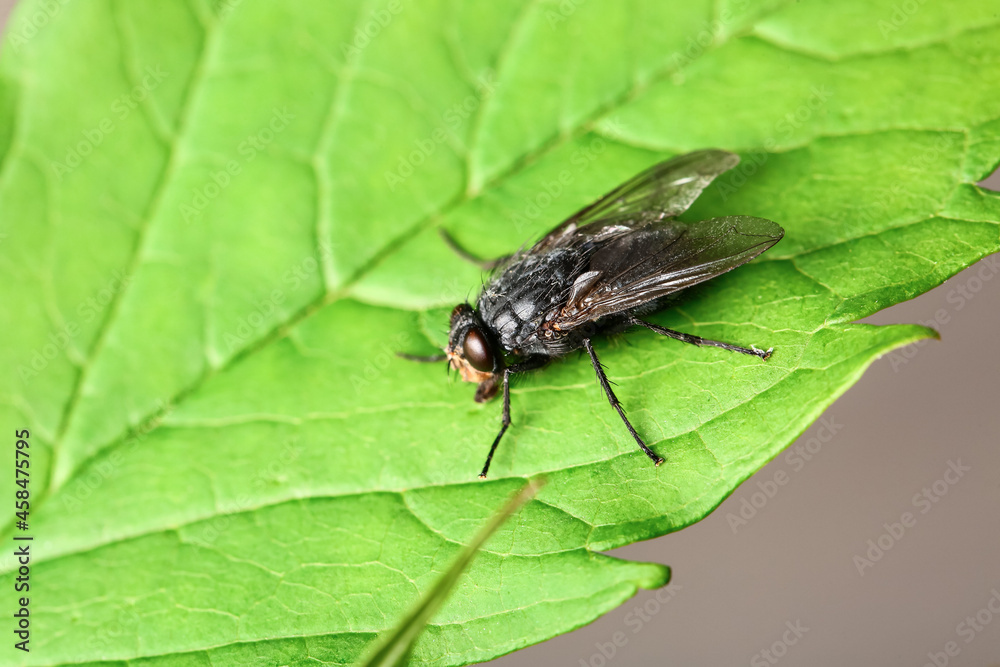 Fly sitting on green leaf, closeup Fly sitting on green leaf, closeup