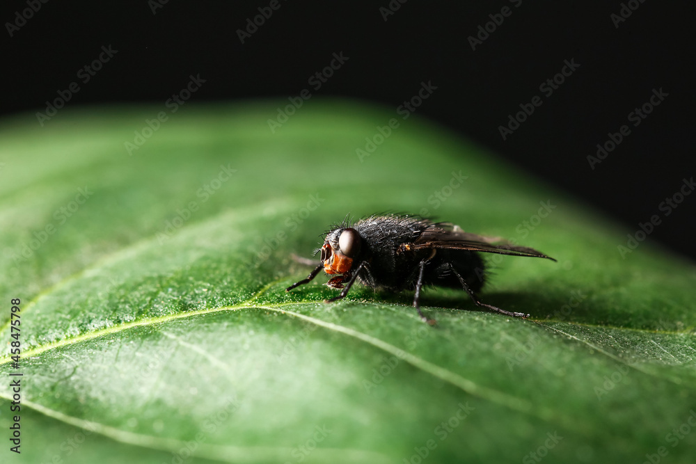 Fly sitting on green leaf against dark background, closeup Fly sitting on green leaf against dark background, closeup