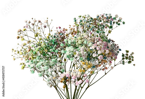 Beautiful colorful gypsophila flowers on white background