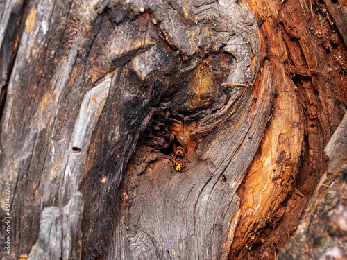 A hornet at the entrance to the nest in an old pine tree.