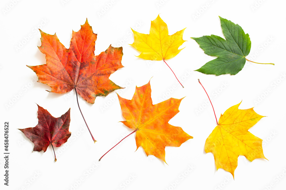 maple leaves of different colors isolated on white background maple leaves of different colors isolated on white background