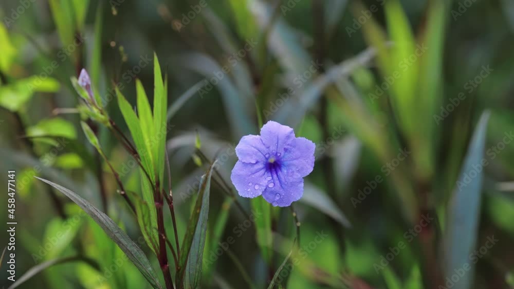 Pansy violet-purple flowers blooming in the garden. Pansy violet-purple flowers blooming in the garden.