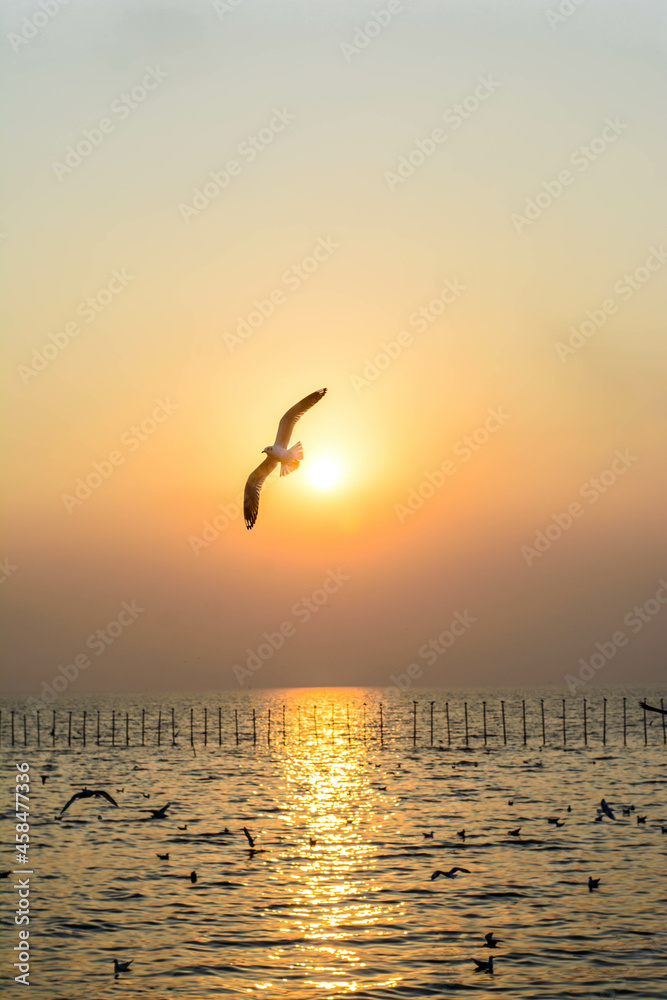 seagull on sunset