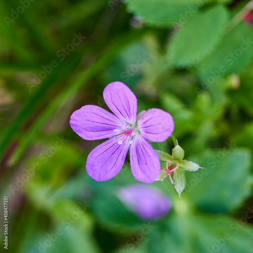 beautiful picture with flowers in a mountain garden