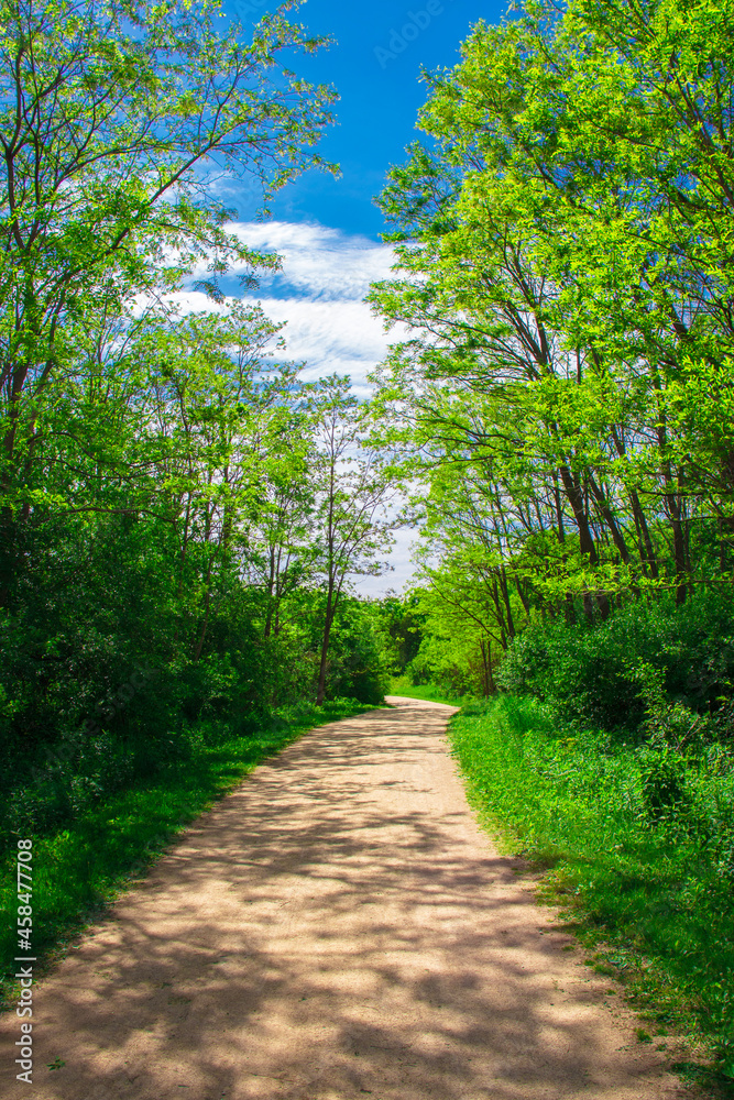 Obraz premium path in the forest