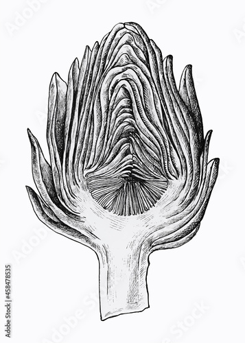 Hand drawn half cut artichoke vector 