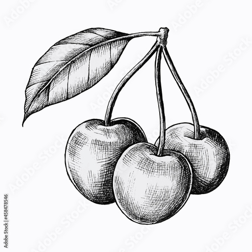 Hand drawn fresh cherries vector 