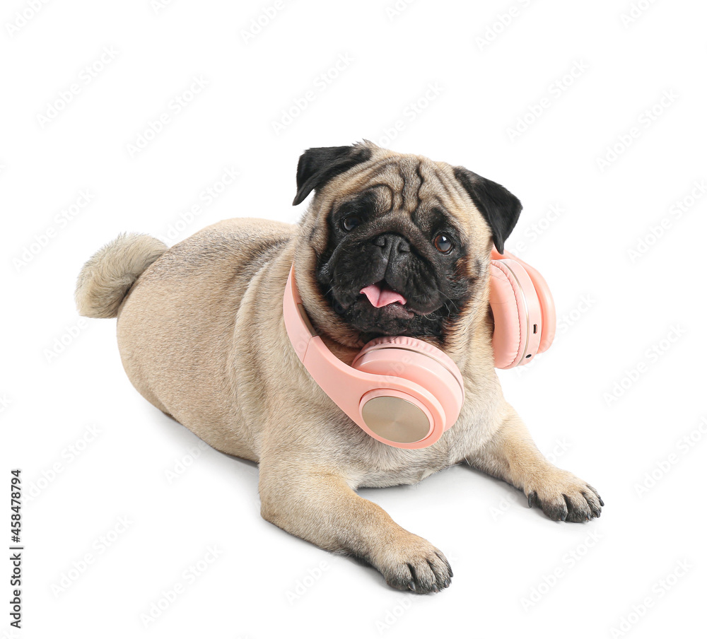 Funny pug dog with headphones on white background