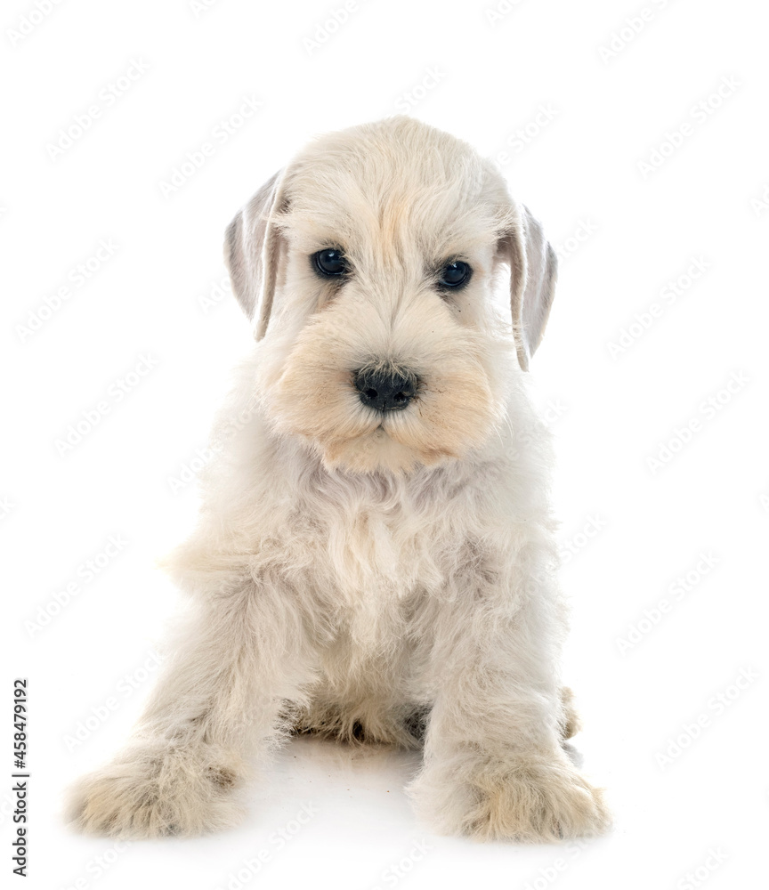 Obraz premium puppy miniature schnauzer in studio