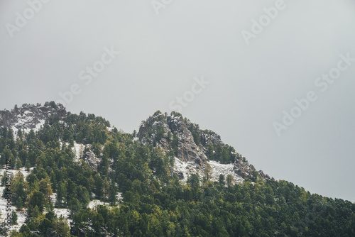 Scenic mountain landscape with sharp rocks on snowy hill with coniferous trees. Rocky pointy peak with trees on mountain top with forest in snow. Green spruces and yellow larches in autumn in snowfall