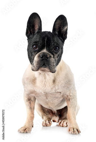 french bulldog in studio