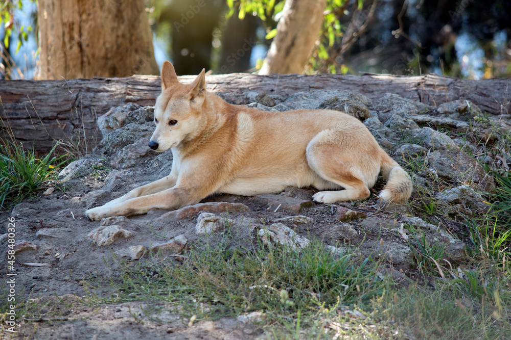 the golden dingo is resting on rocky ground the golden dingo is resting on rocky ground