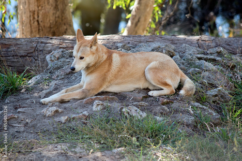 the golden dingo is resting on rocky ground © susan flashman