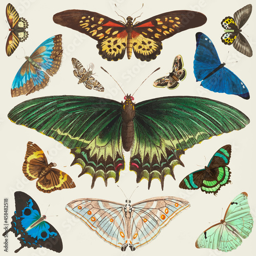 Butterfly vintage clipart collection vector