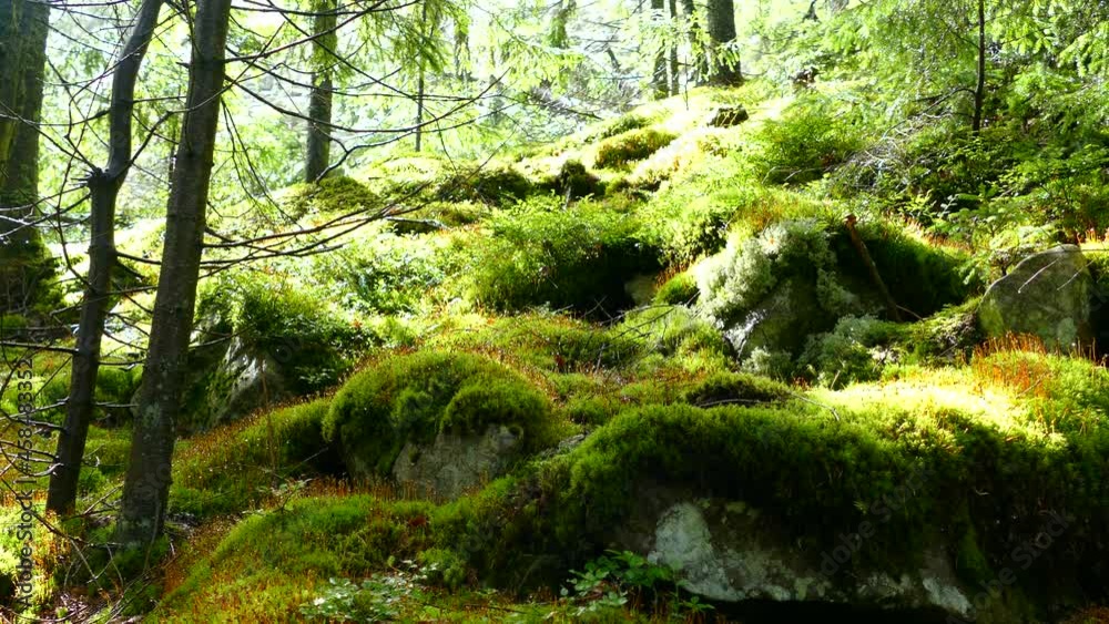 Mountains and stones overgrown with moss and trees. Mountain flora. Green landscape. Mountains and stones overgrown with moss and trees. Mountain flora. Green landscape.
