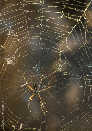 Background of the threads of a spider web with dew drops. Web macro. Abstract natural background in the sunlight with the blur