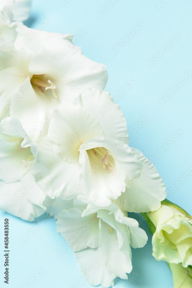 Obraz premium Beautiful gladiolus flowers on color background, closeup