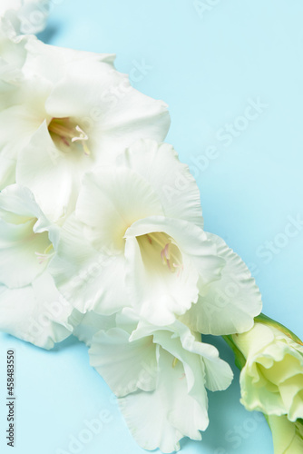 Beautiful gladiolus flowers on color background  closeup